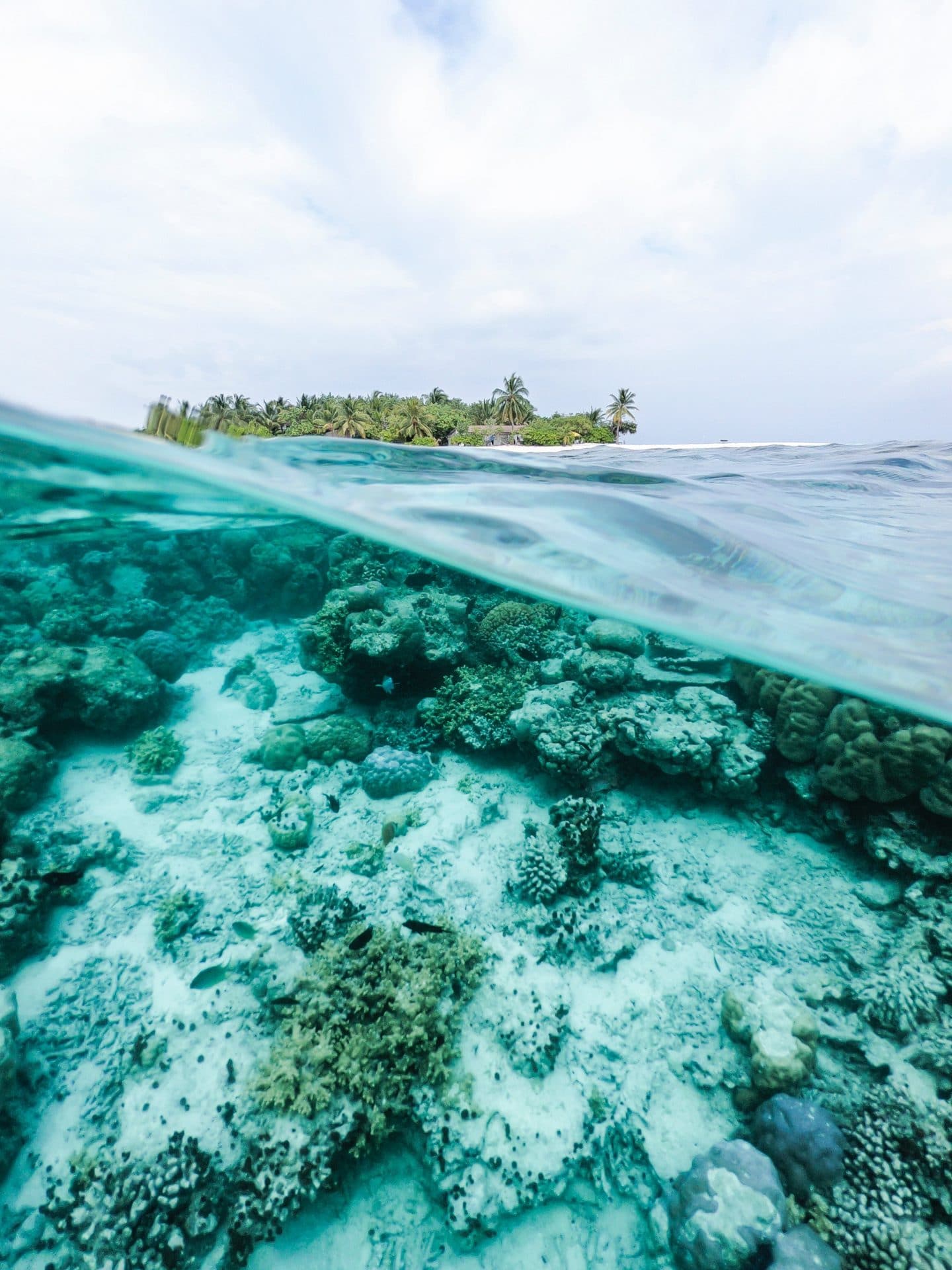 Read more about the article Palau Bans Reef-Toxic Sunscreen Chemicals to Save Corals