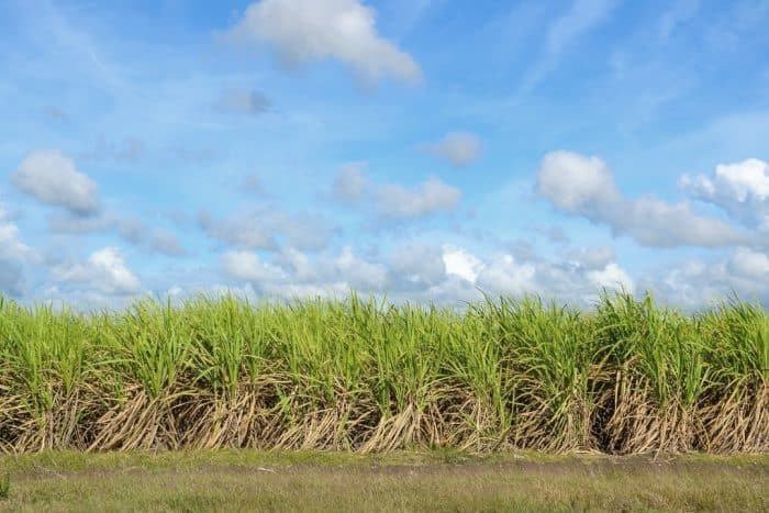 Introducing Suntribe's New Packaging Sustainably Sourced From Sugar Cane