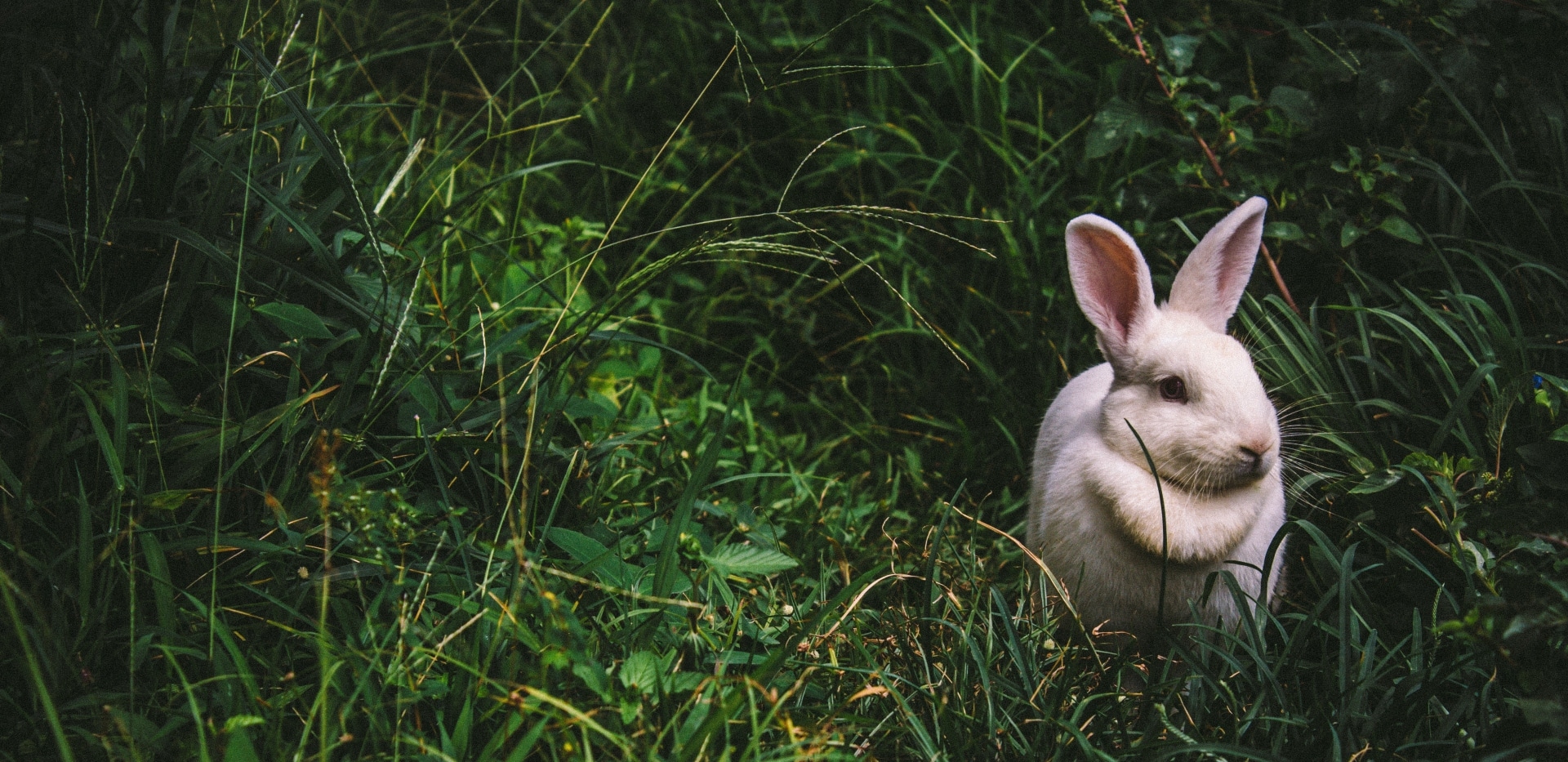 Read more about the article The meaning of cruelty-free for sunscreen products