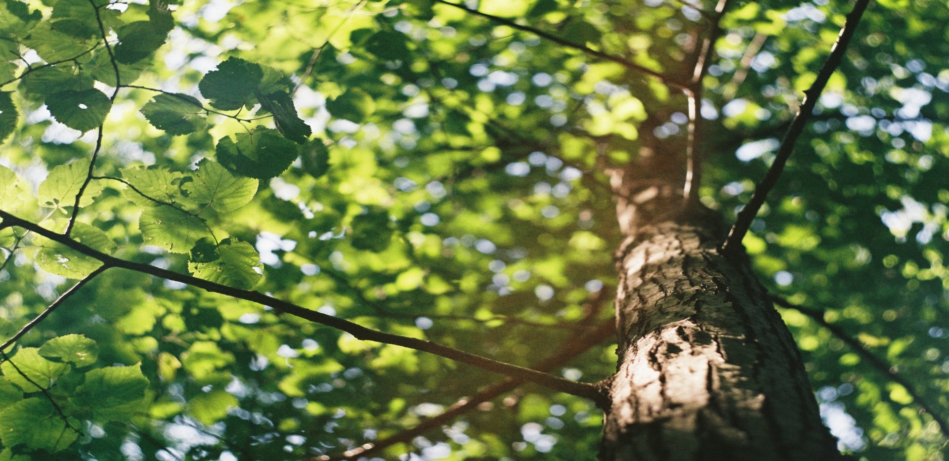 Read more about the article Suntribe Collaborating with One Tree Planted