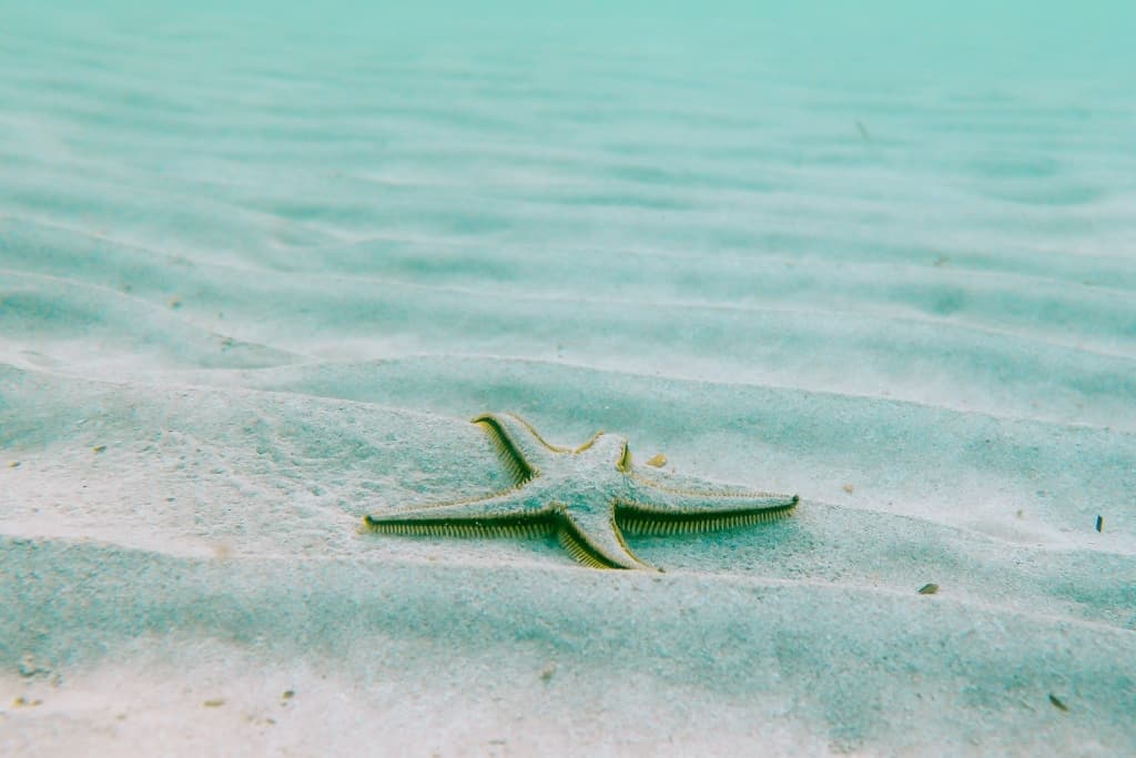 PART 1 - THE PROBLEM WITH CHEMICAL SUNSCREENS / INTERVIEW WITH CRAIG DOWNS