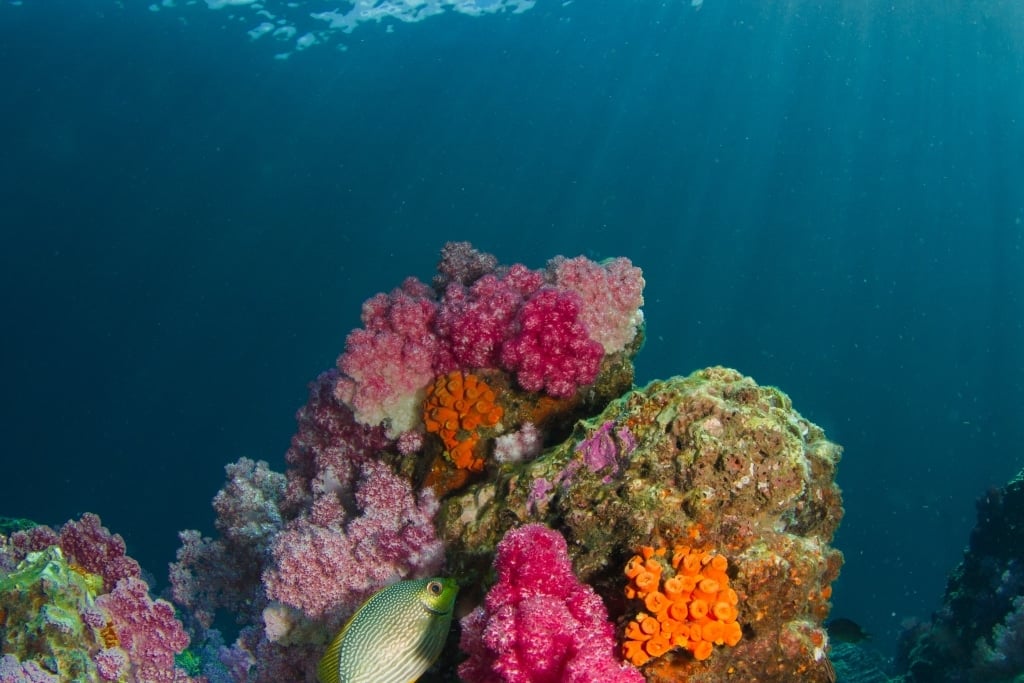 Part 3 - Why our Oceans are so Important / Interview with Craig Downs