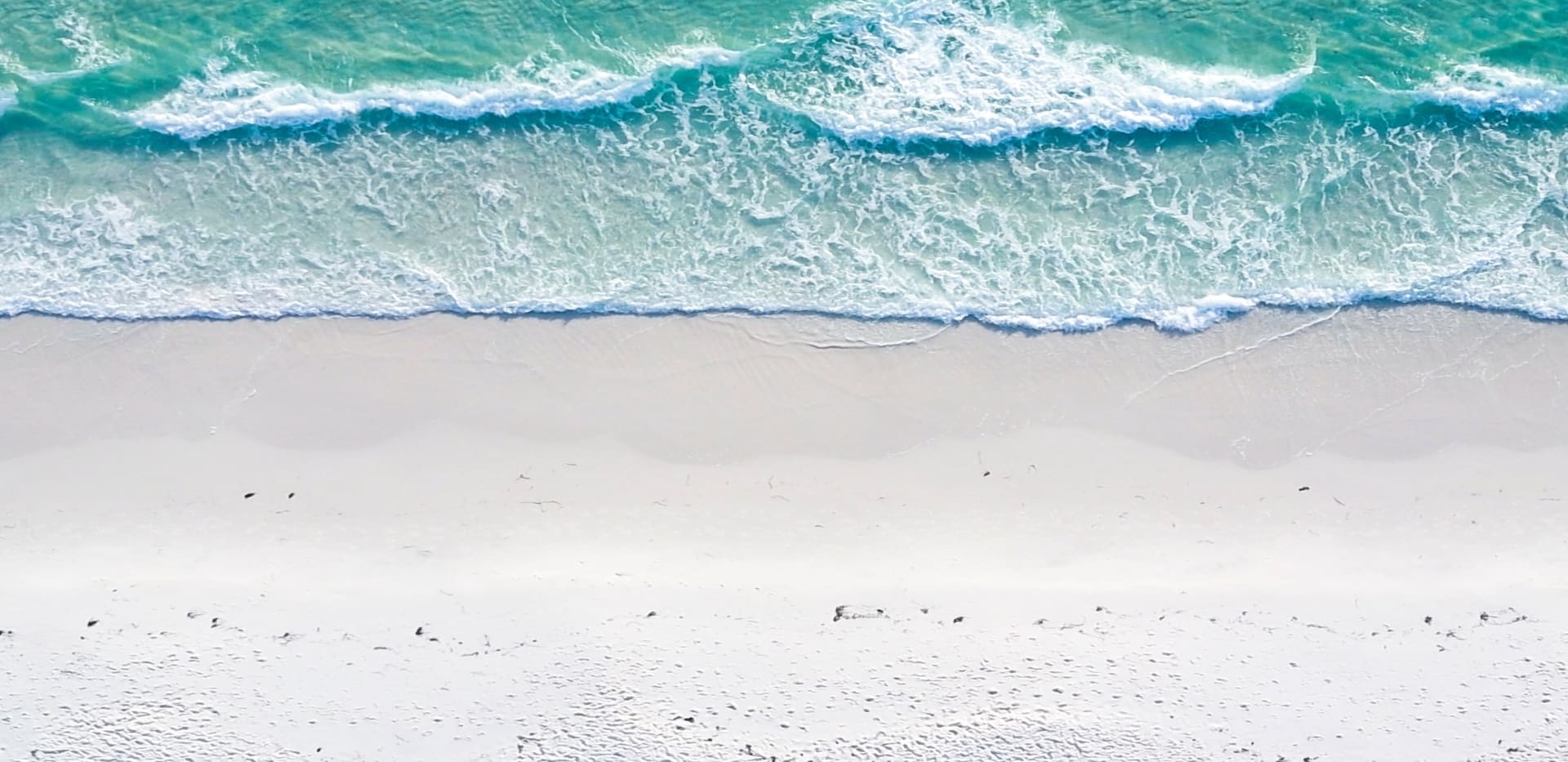 Read more about the article Interview with The Living Ocean