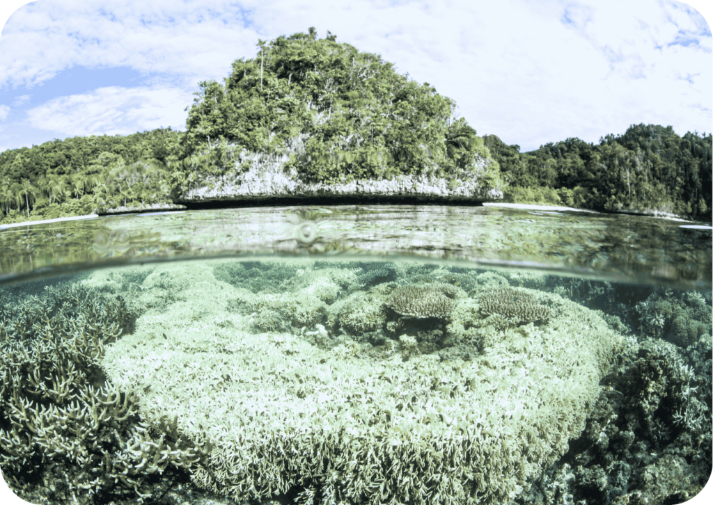 corals from above and below the water surface next to a tropical island